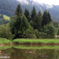 Schwarzsee im Senseland 065.jpg